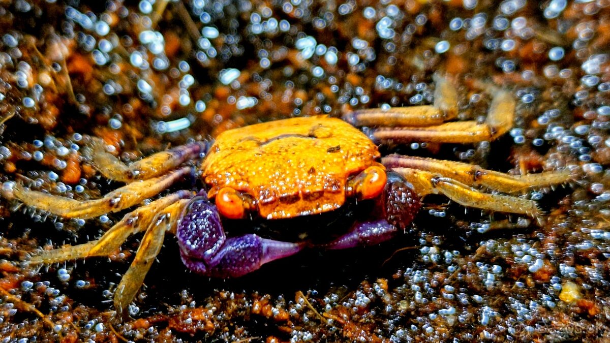 Kraby Geosesarma tiomanicum