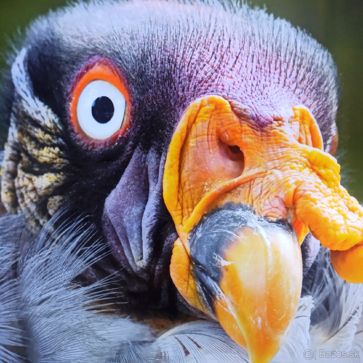 Philips 55pus6704(139cm)