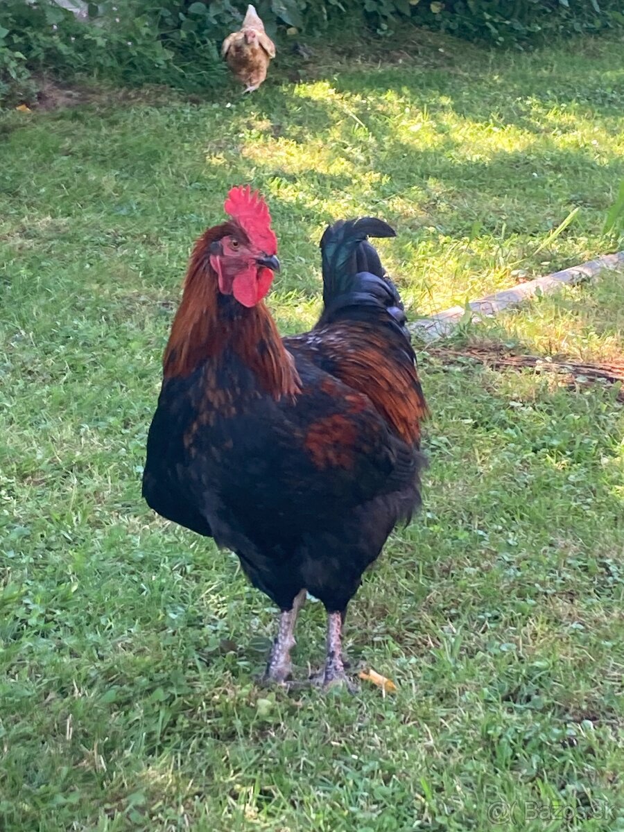 Marans medenokrká