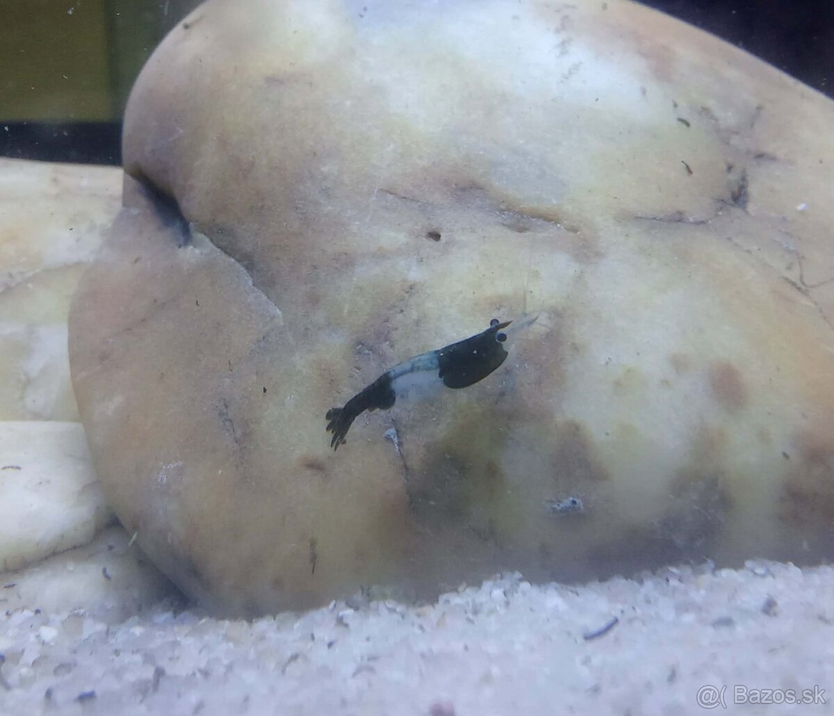 Neocardina davidi Green Rili