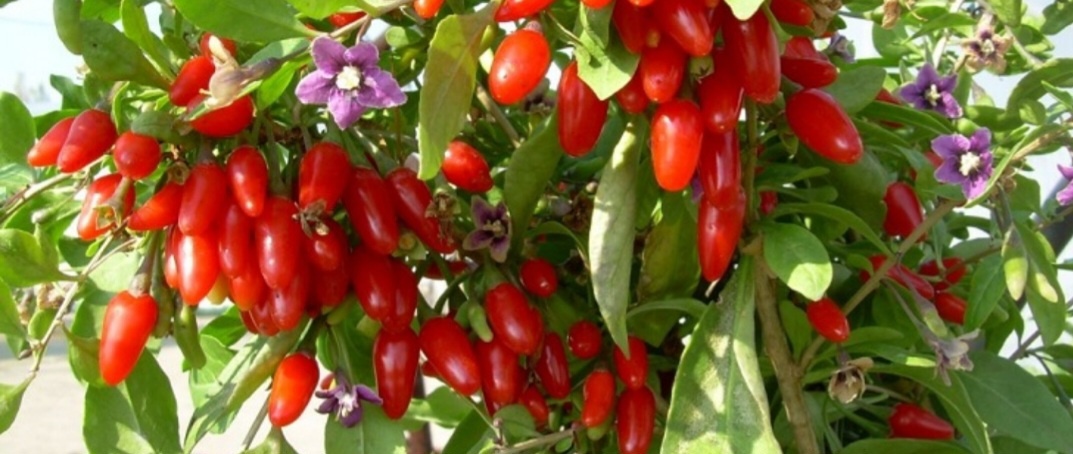 Goji Kustovnica čínska