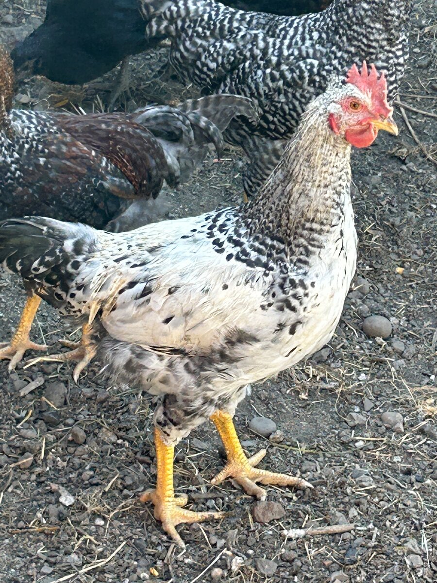 Predám 15tyž. KOHÚTIKOV DOMINANT