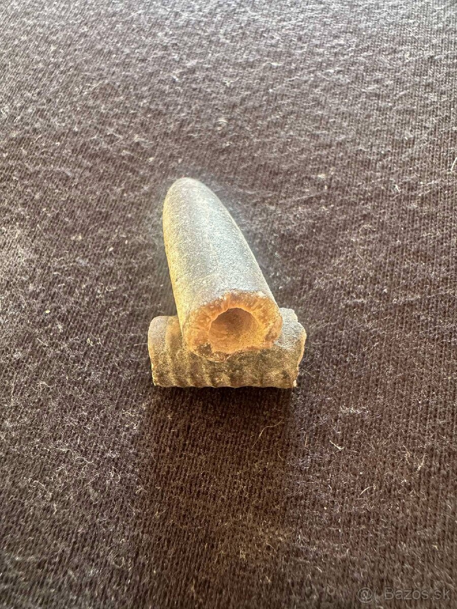 Skameneliny Orthoceras
