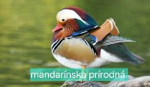 OKRASNÉ VODNÉ VTÁCTVO aktuálne ku dňu 17.10.2025