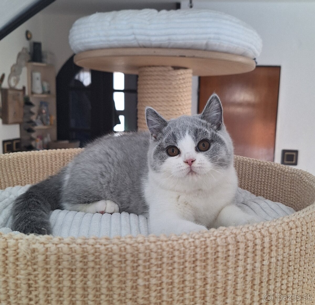 Britská bicolor mačička s PP už k odberu