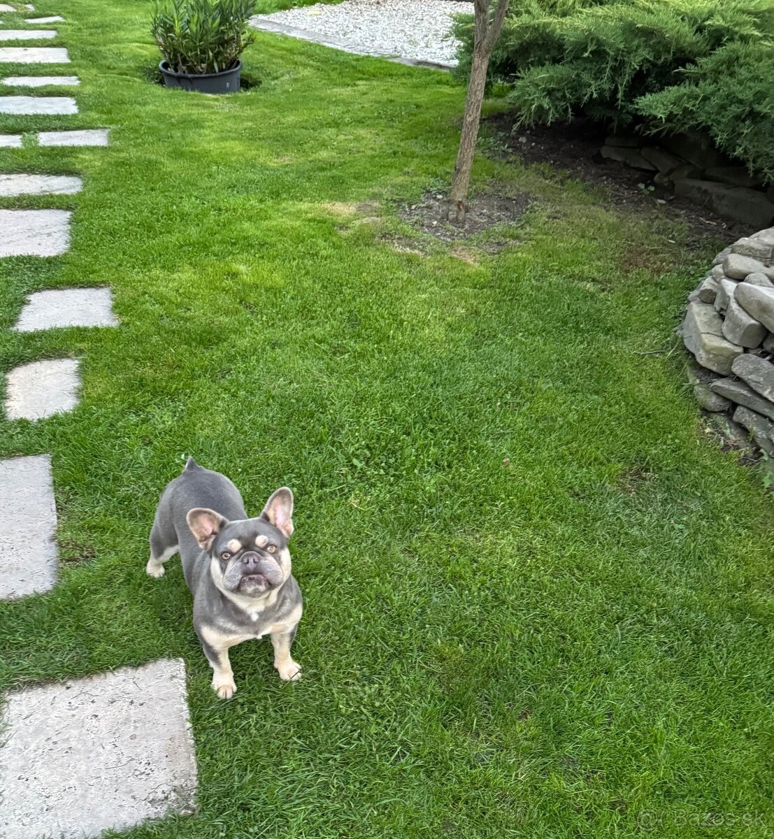 Francúzsky buldoček