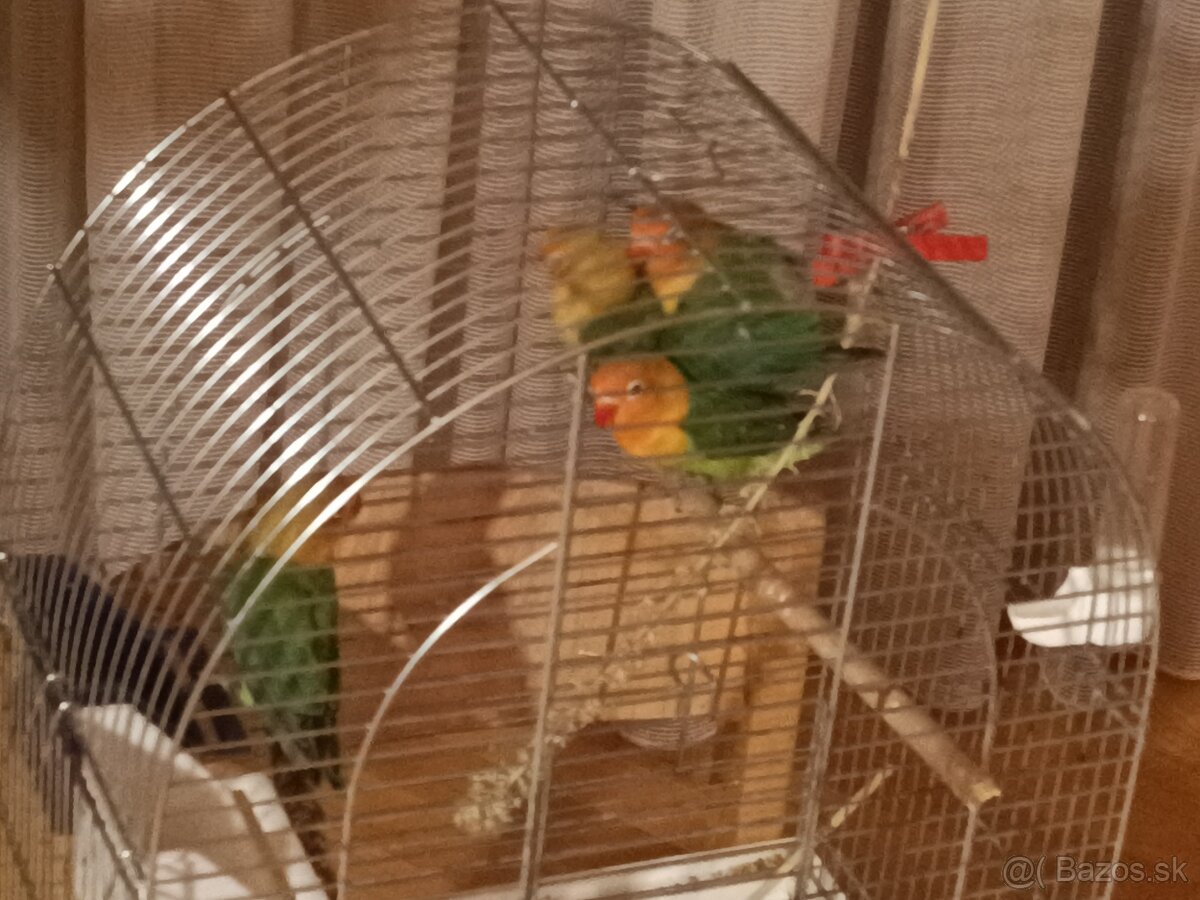 4krásavci k dispozícii