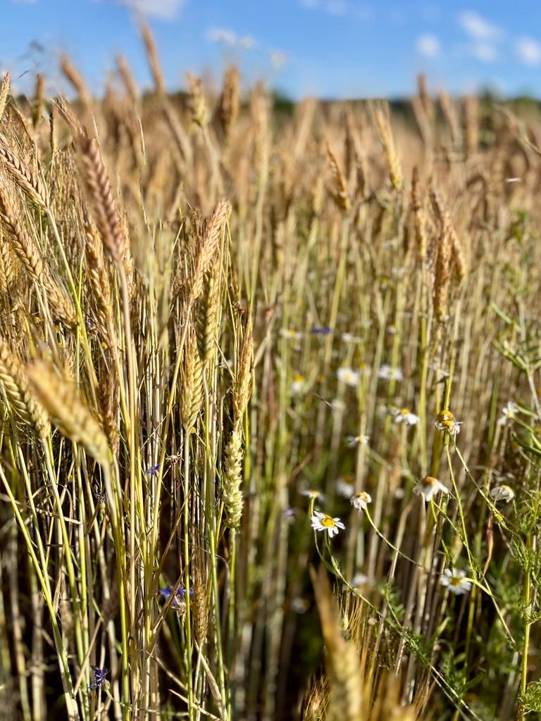Predaj: pšenica, jačmeň, trikital
