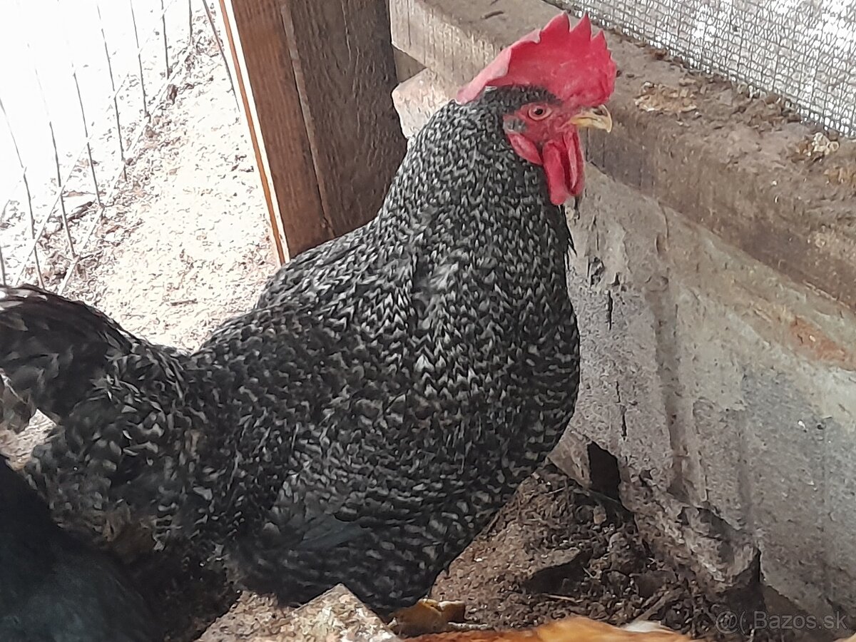 Predám kohúta