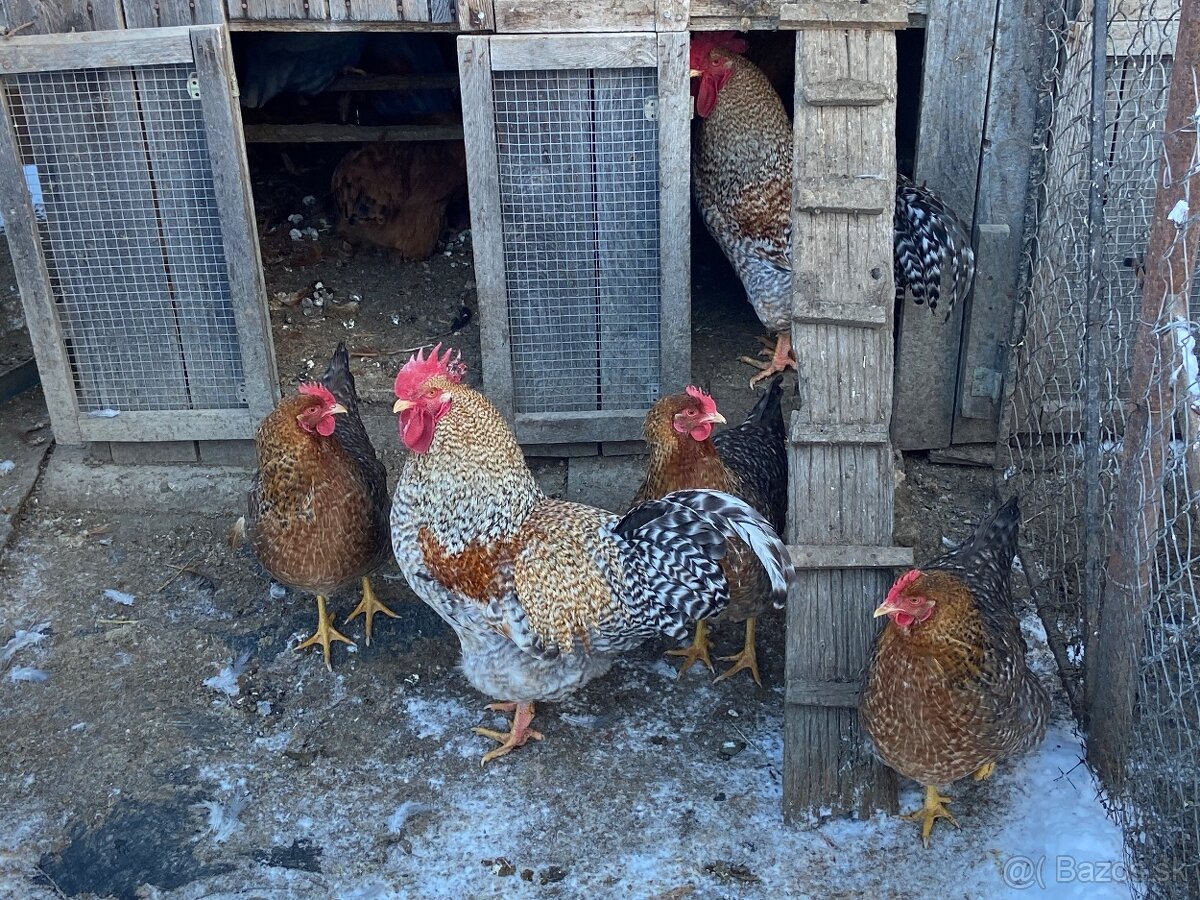 Nasadove vajcia Bielefeldky