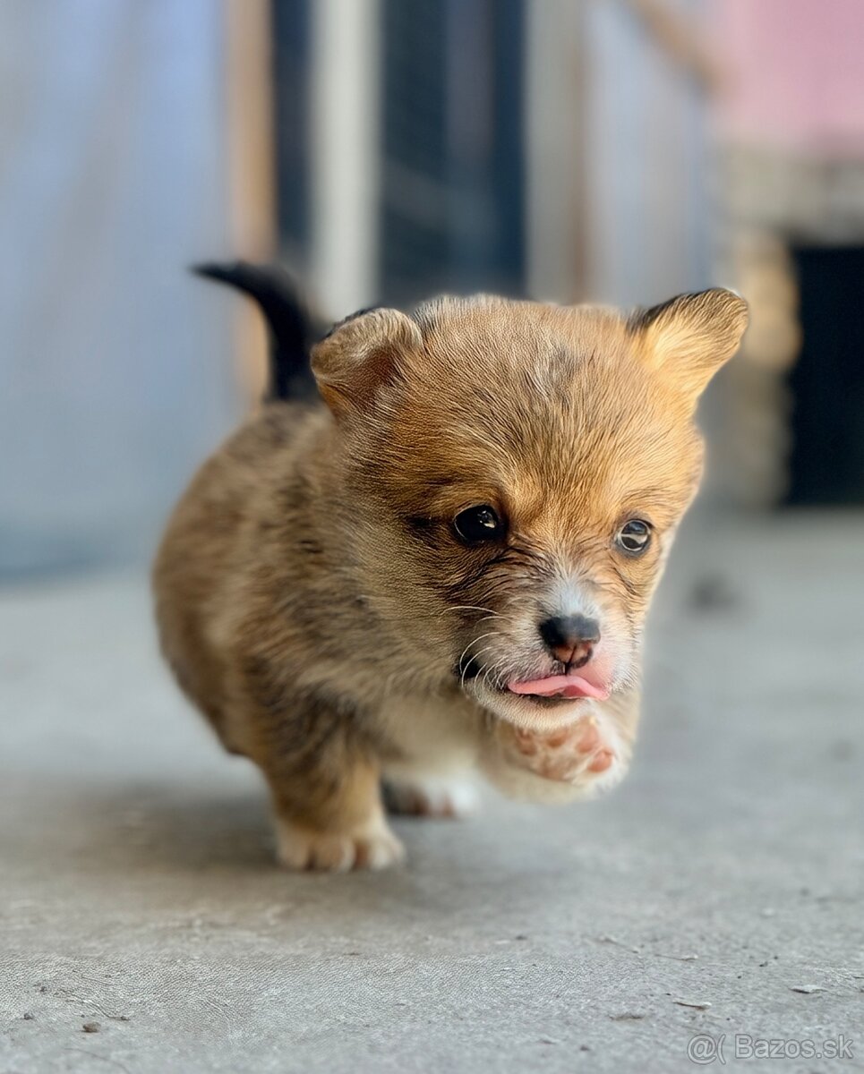 Corgi