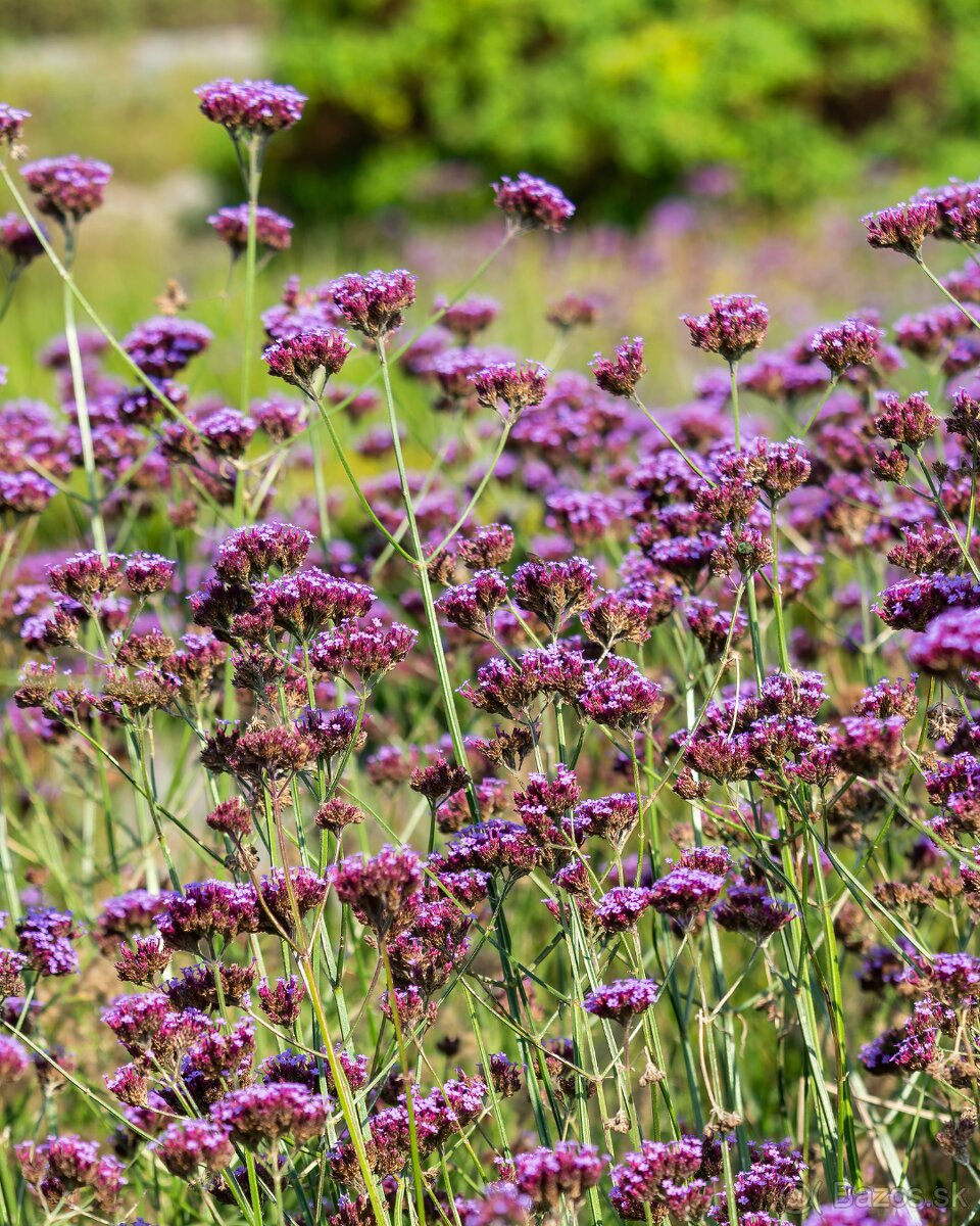 Verbena bonariensis -Železník argentínsky