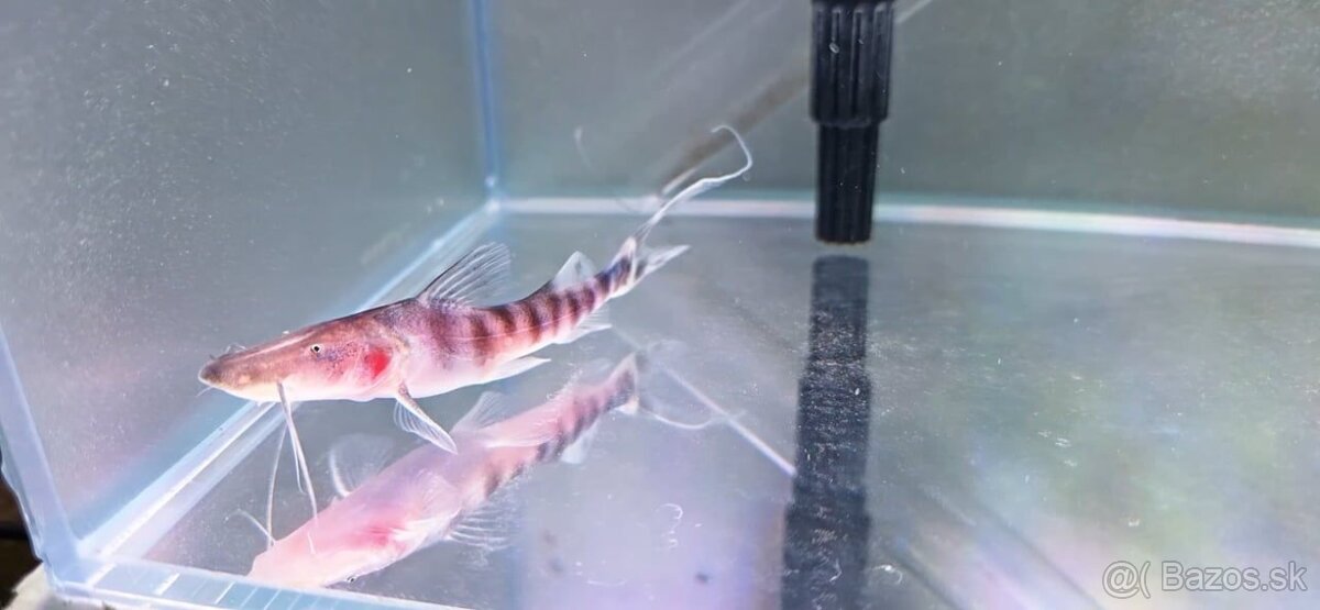 Brachyplatystoma tigrinum