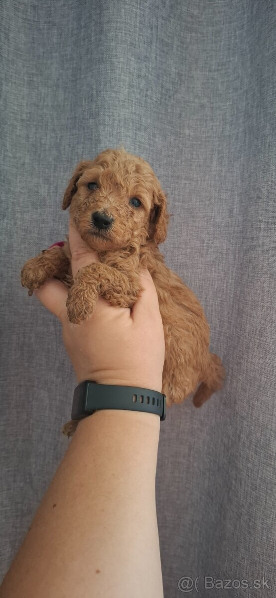 Pudel, pudlik toy/trpaslik