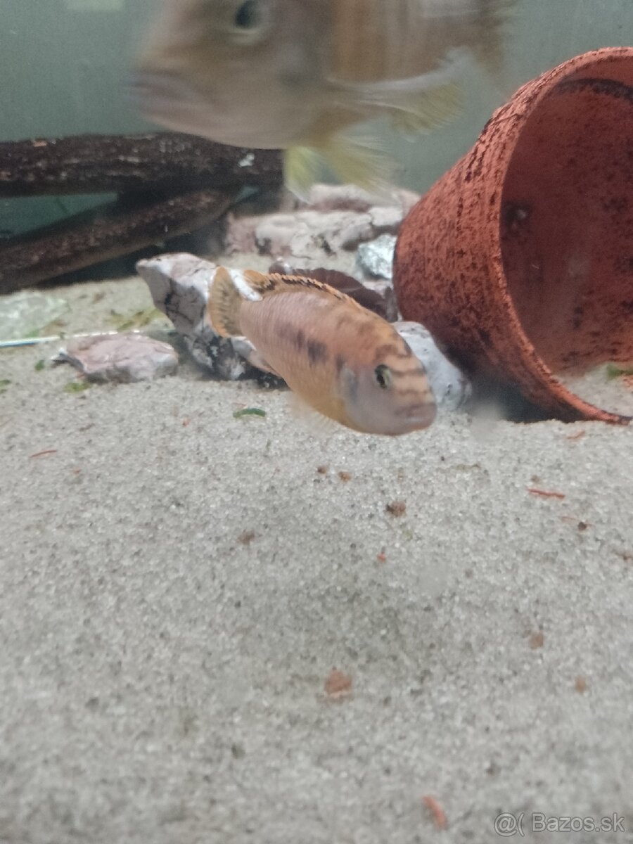 Africké cichlidy.