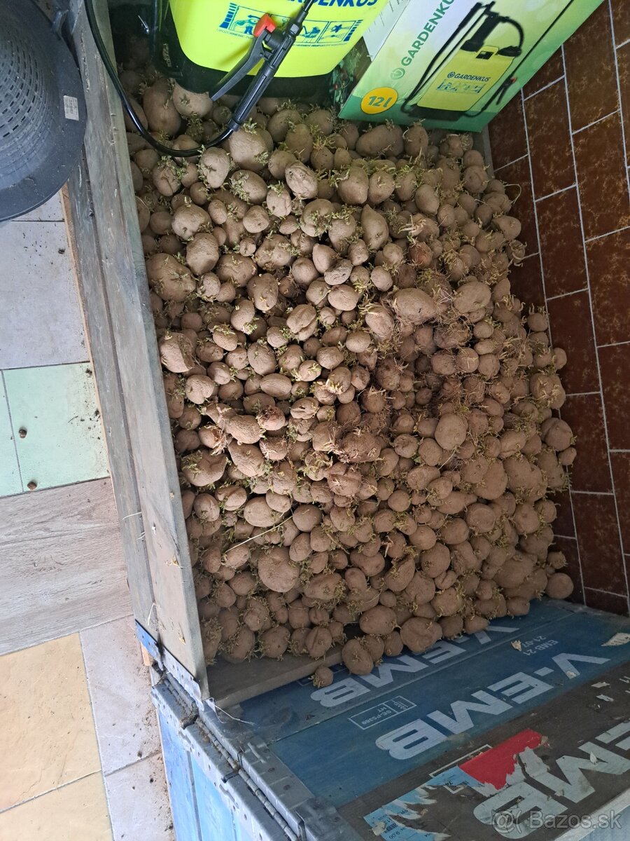 Kŕmne zemiaky
