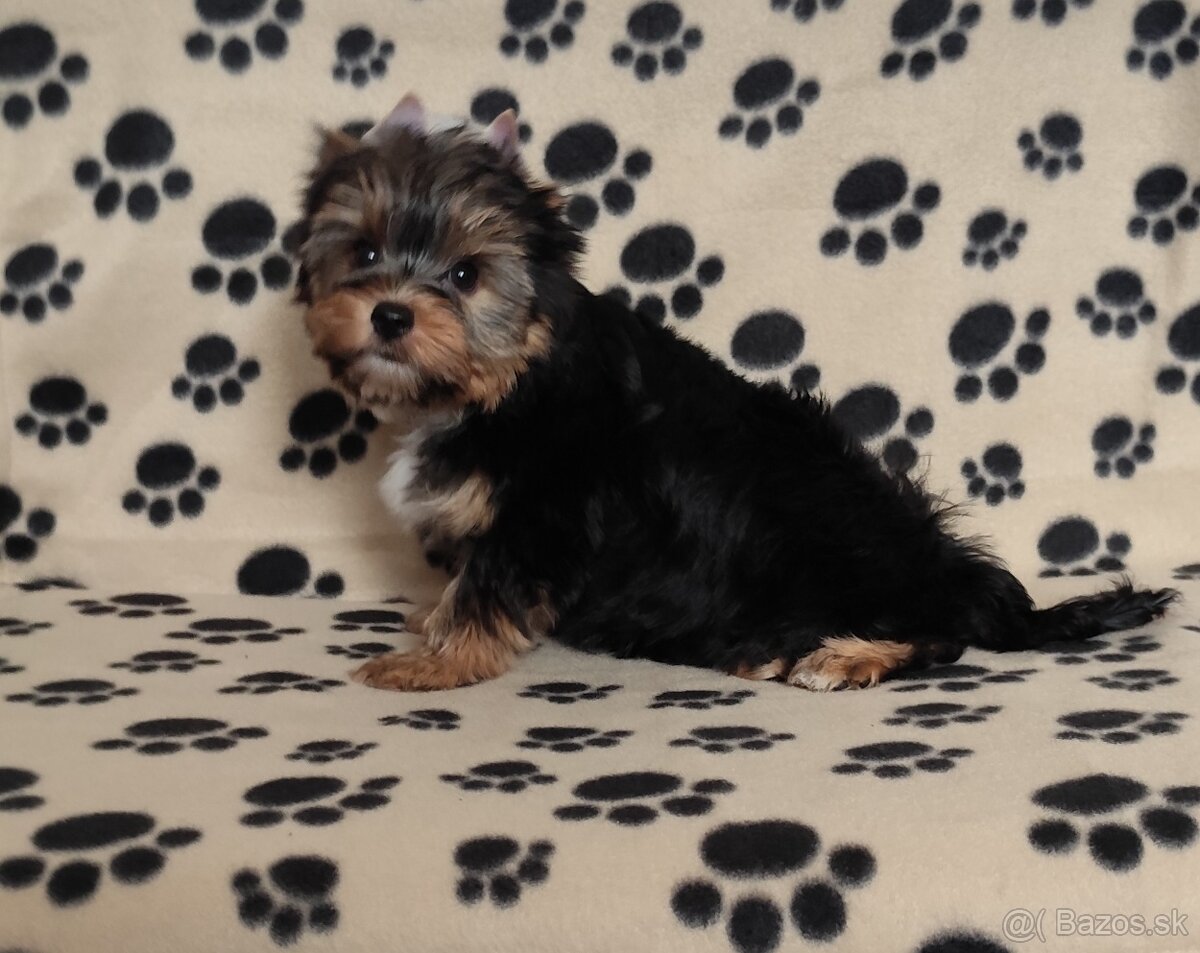 Yorkshire terrier
