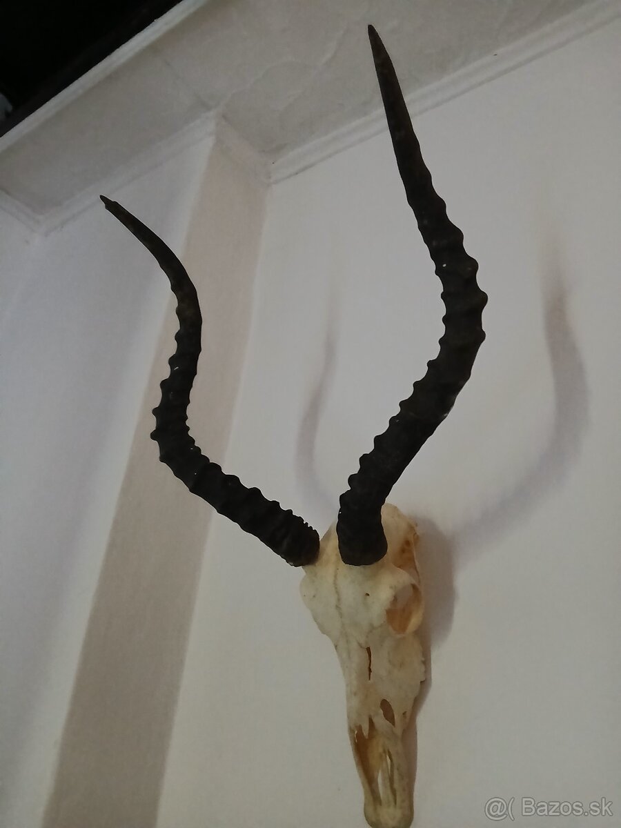 Zhody parohy jelenie impala