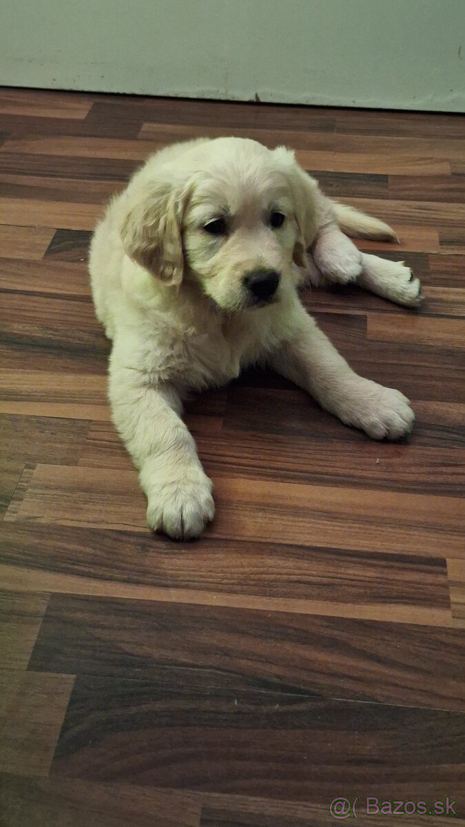 Zlatý Retriever