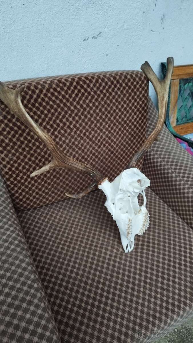 Predám trofej Daniela parožie zhody trofeje.