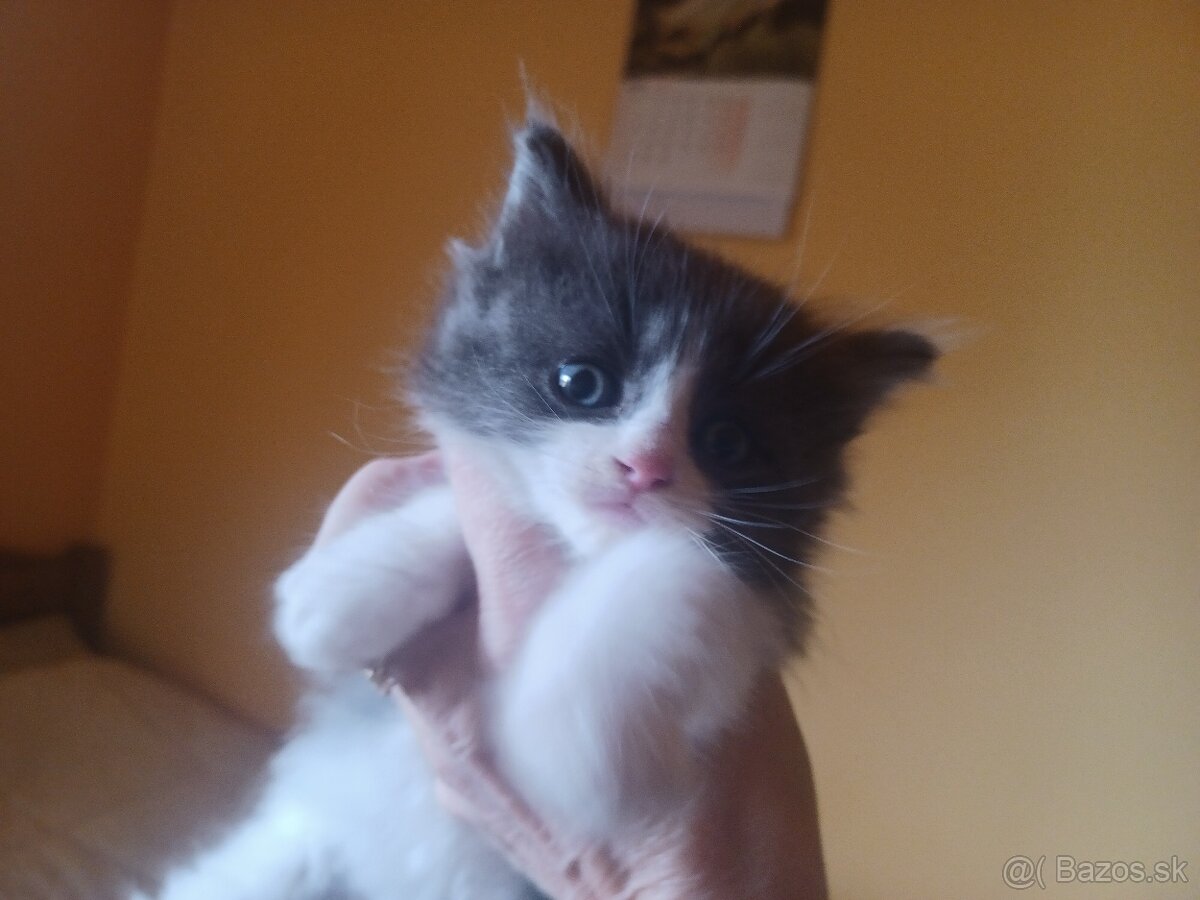 Ragdoll mačiatka