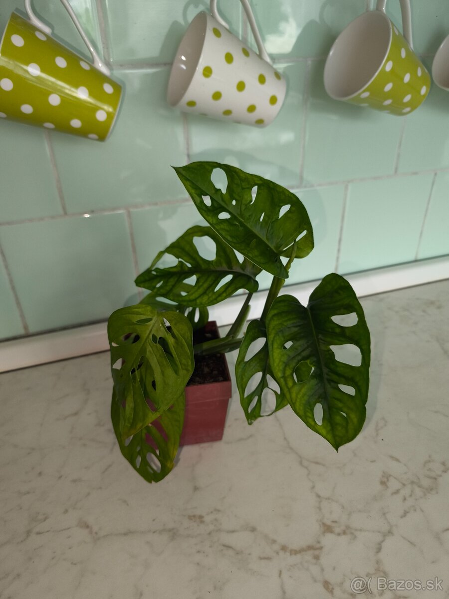 Monstera adansonii (Monkey mask)