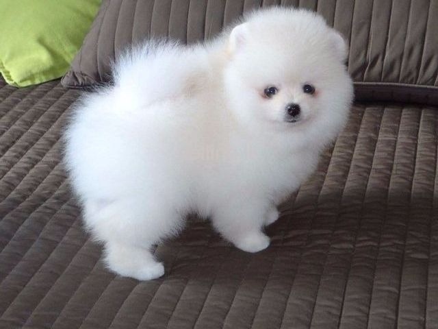 K dispozícii šteniatka pomeraniana.