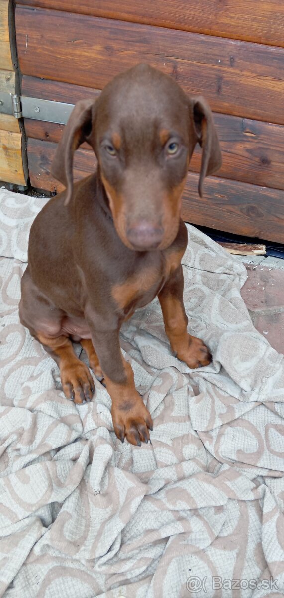 Doberman