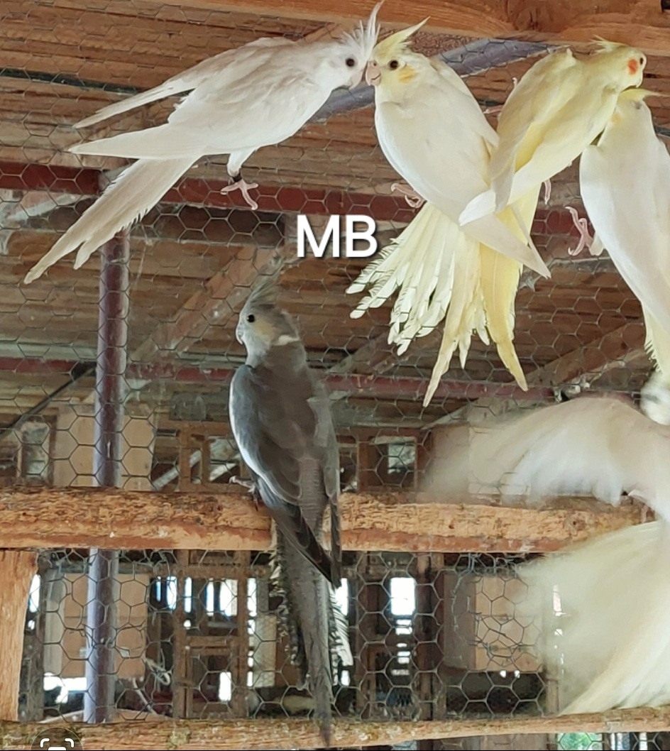 Korely albino, lutino perlove a pastelface.