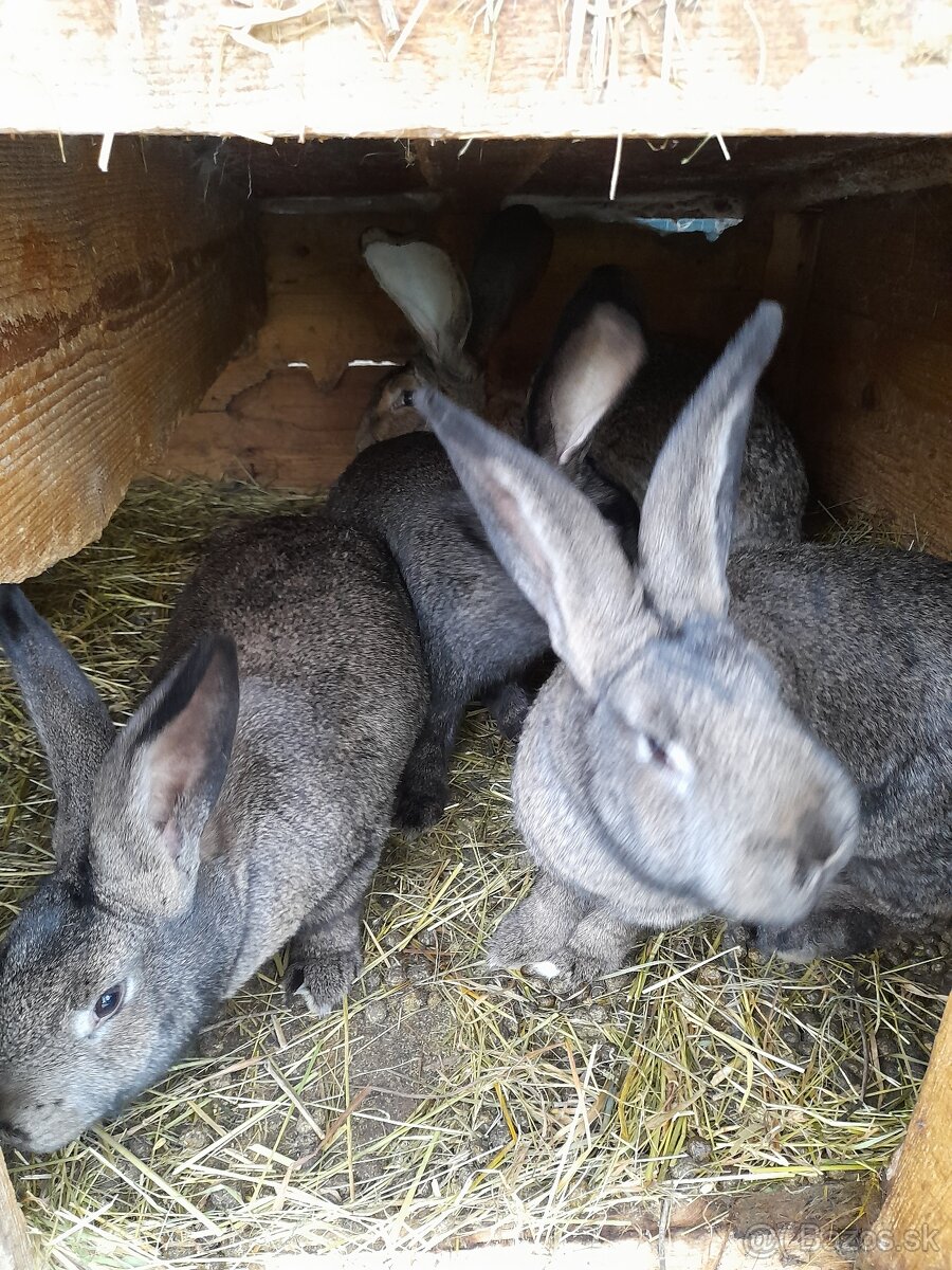 Zajace - belgický obor