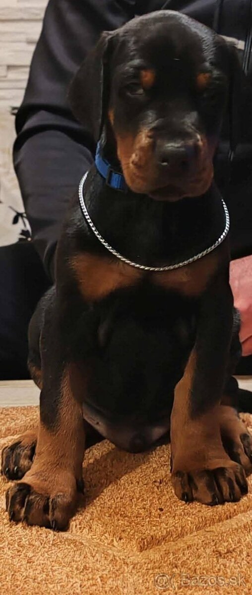 Doberman šteniatka na predaj XXL veľké plemeno