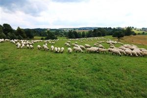 Kúpim pes na pasenie oviec