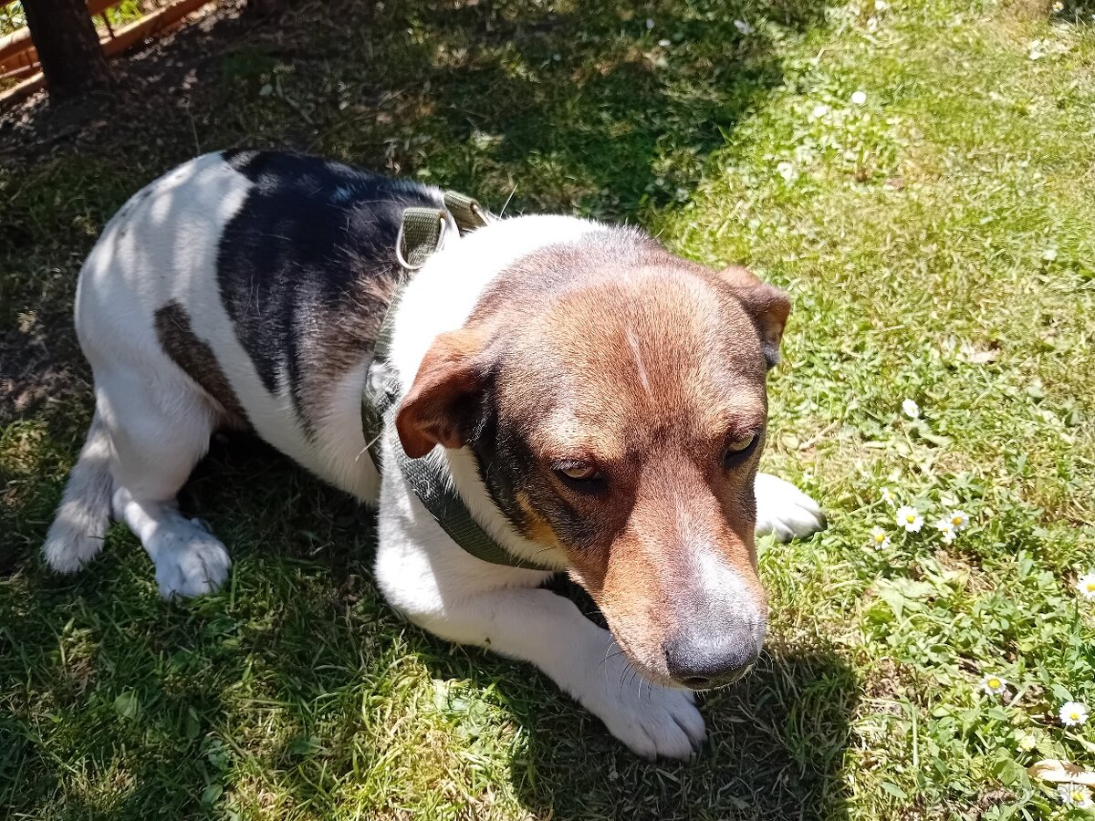 Kríženec Jack russell