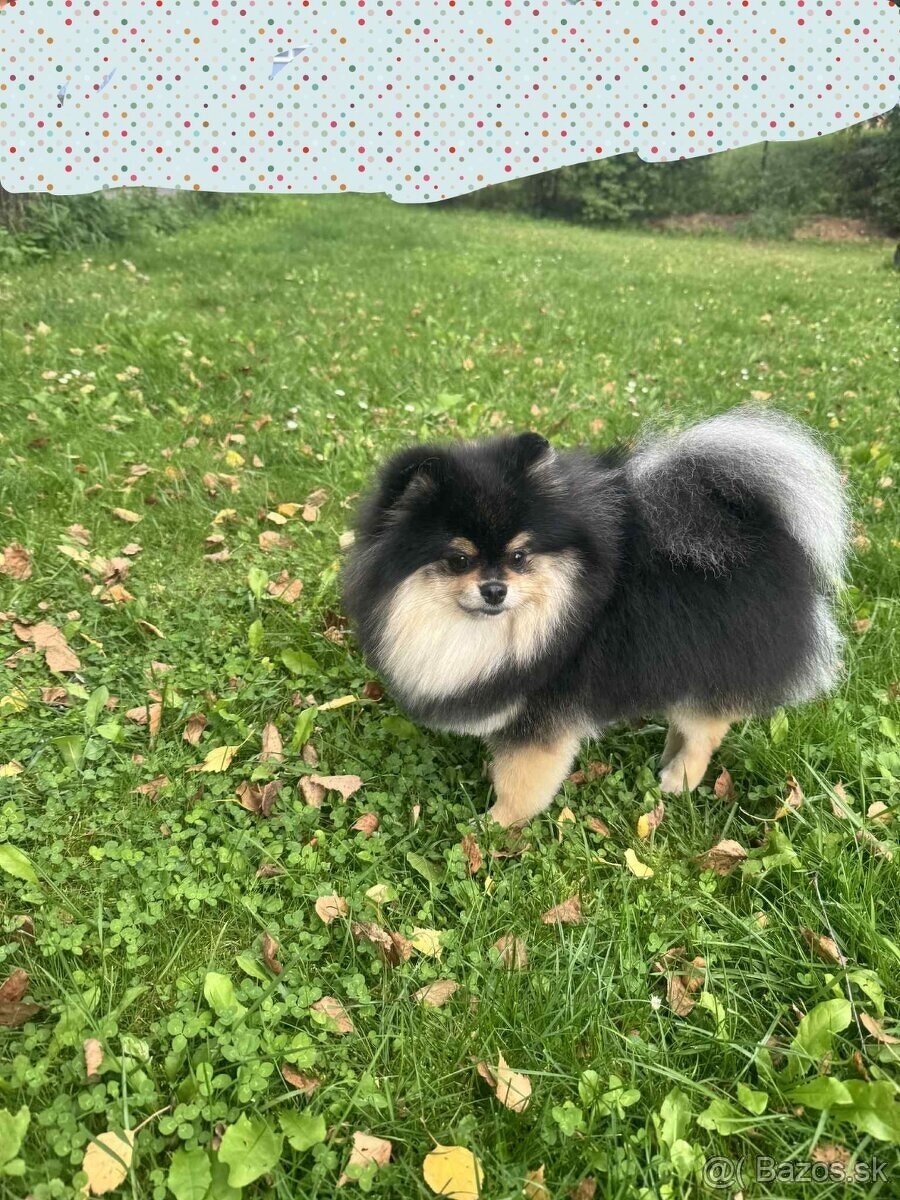 Predám pomeranian fenka