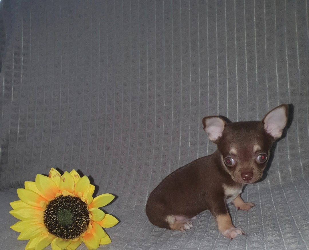 čivava-čokoládové šteniatka