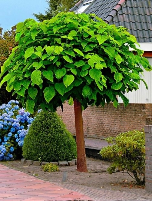 Katalpa Nana