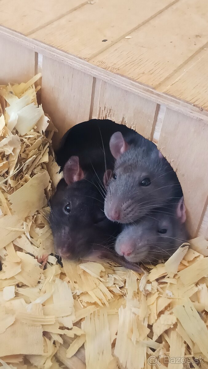 Dumbo potkaníky