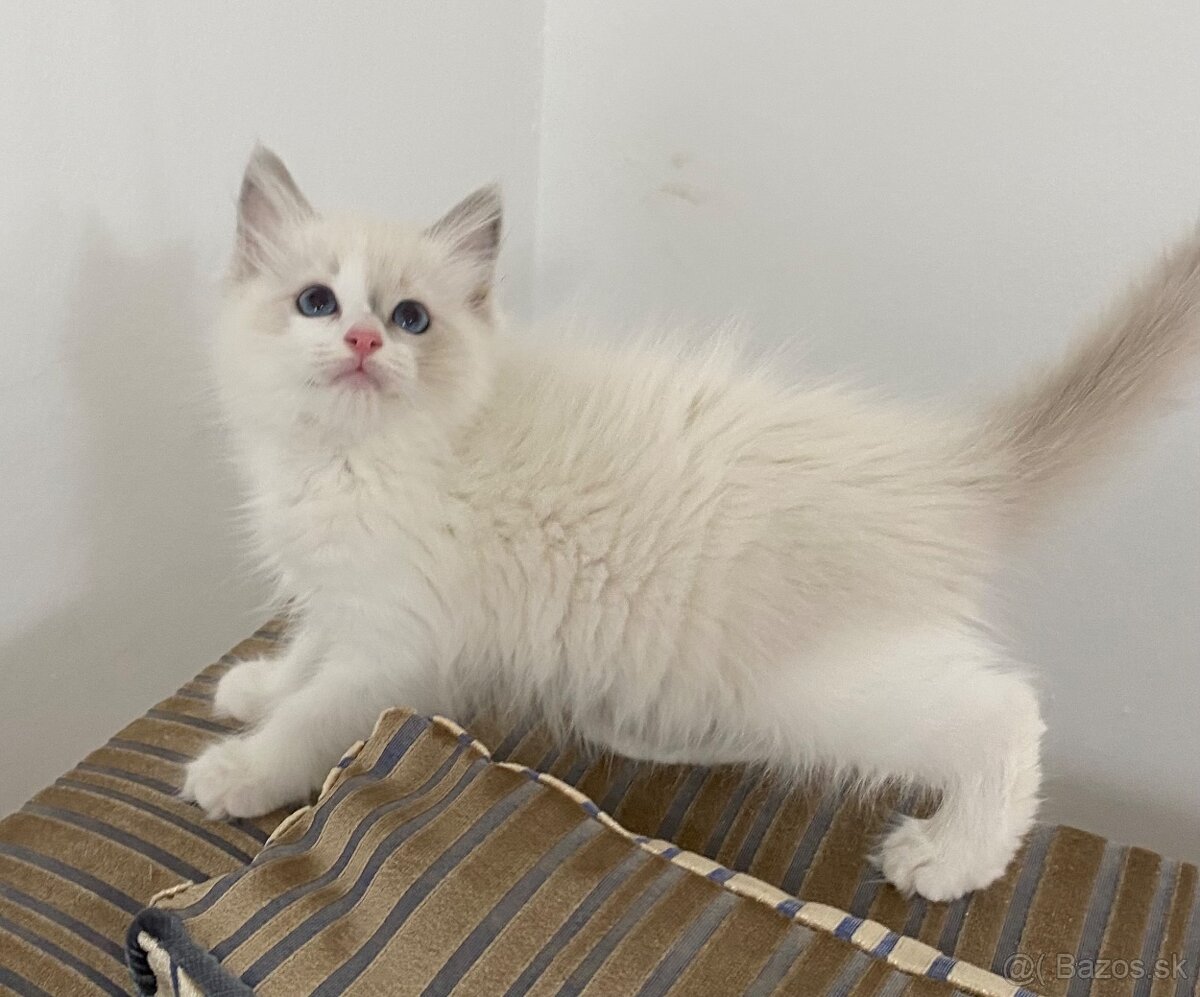 Ragdoll mačička