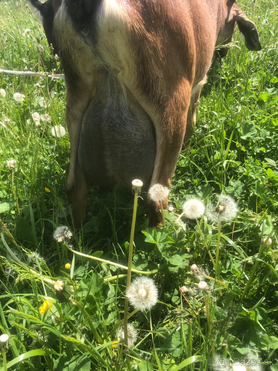Anglonubíjska koza a capko