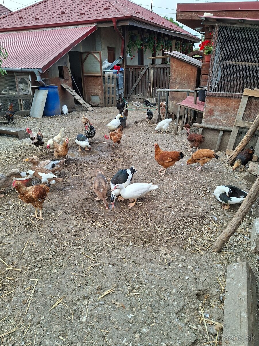 Predaj
