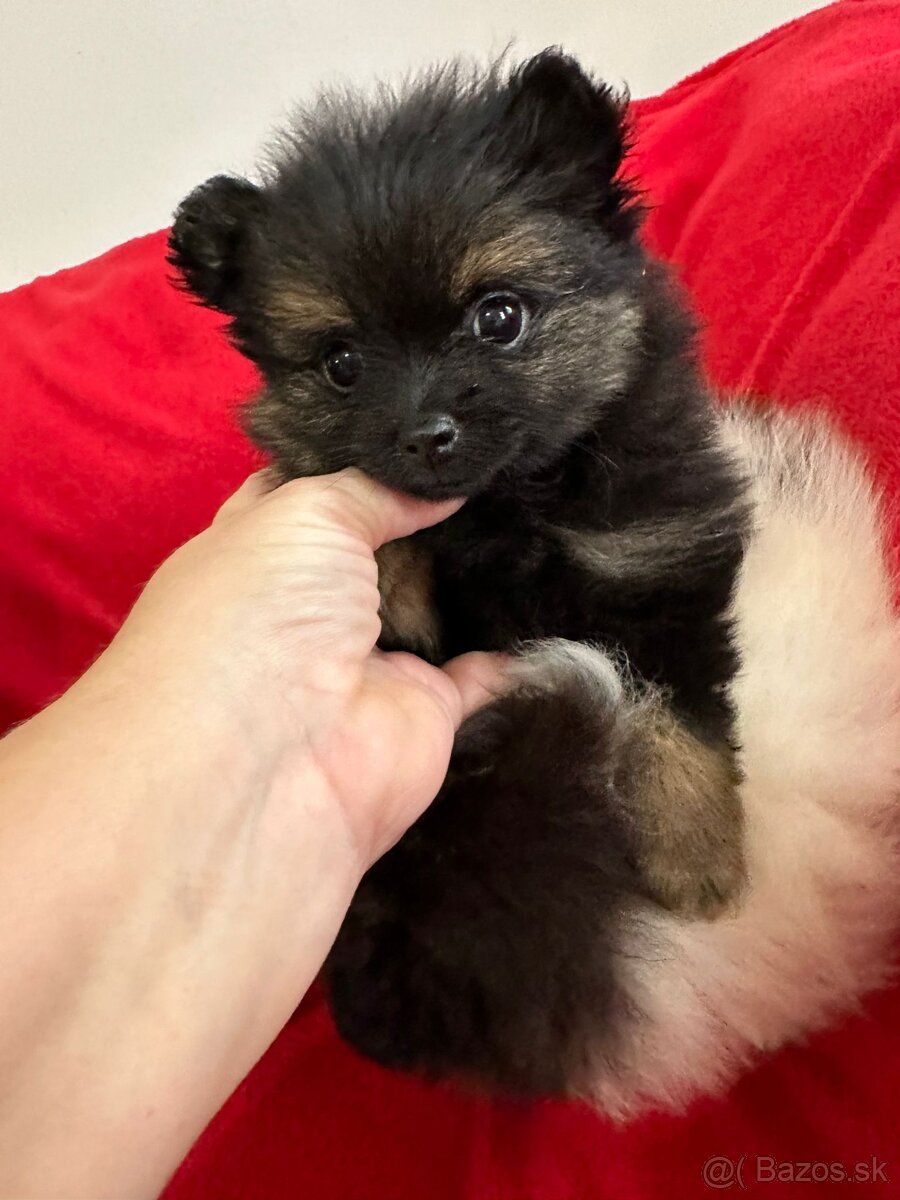 Pomeranian