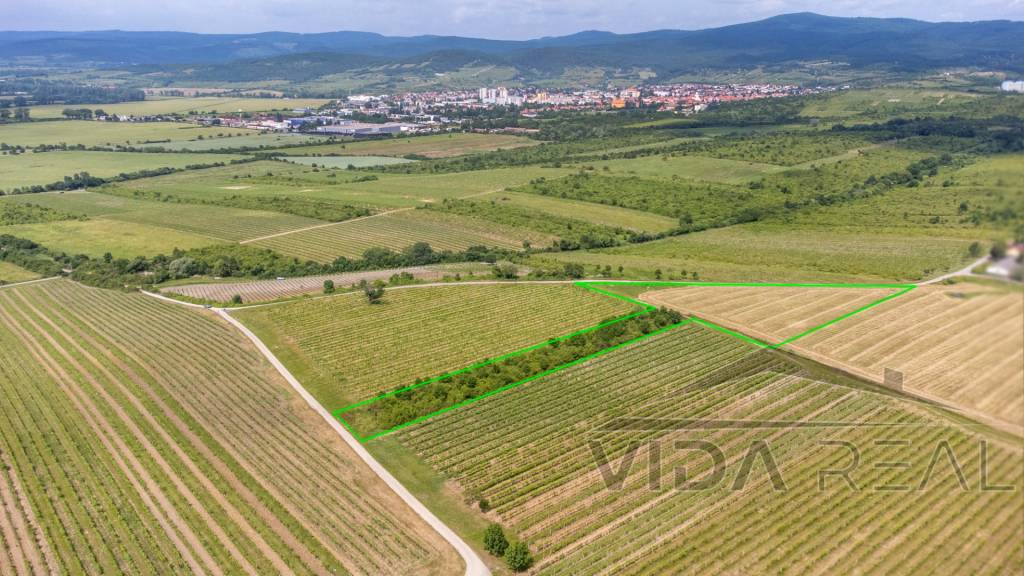 Na predaj zaujímavý pozemok v Modre s výmerou 6419 m2