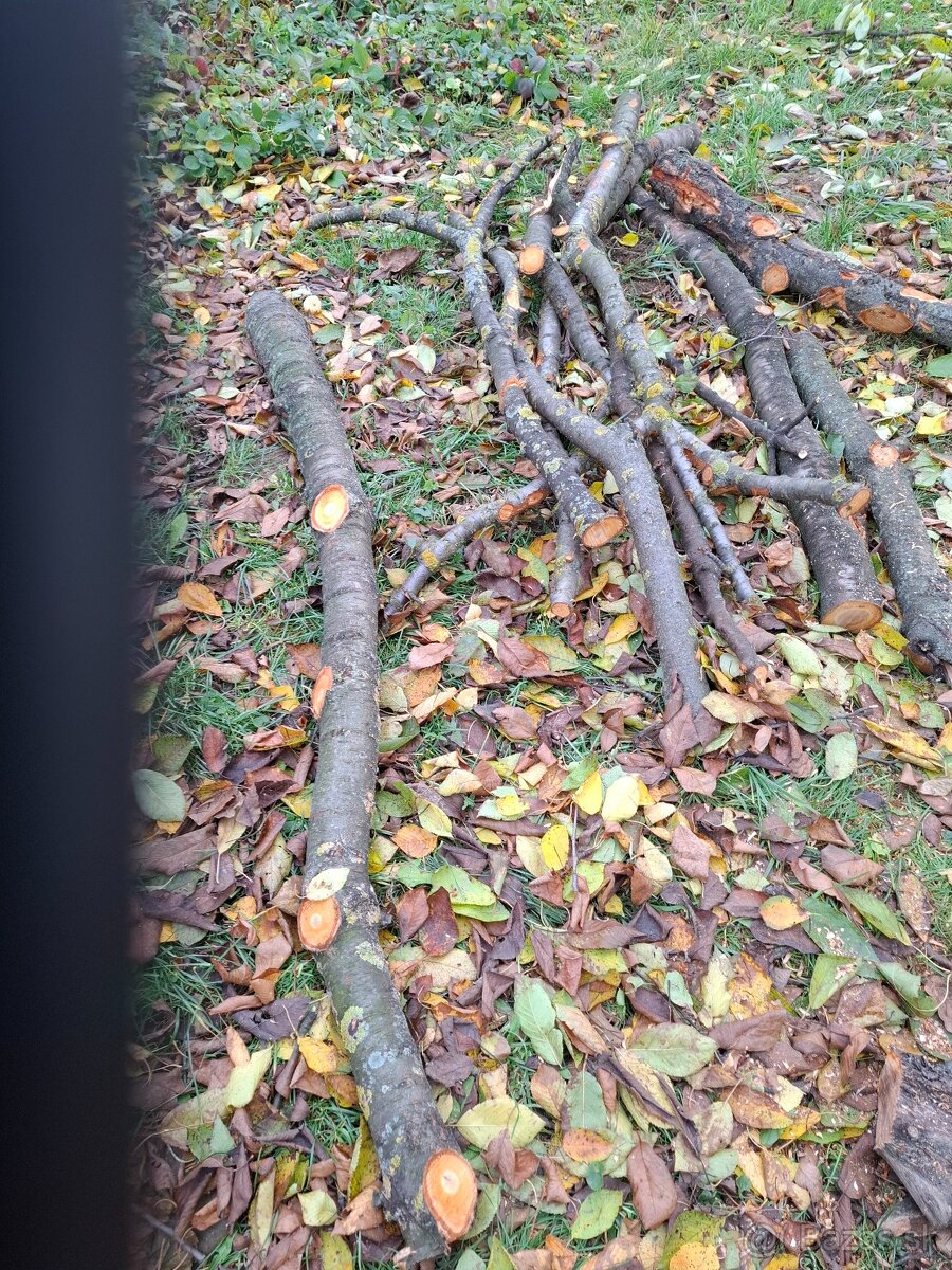 Čerešňove drevo v surovom stave guĺatina