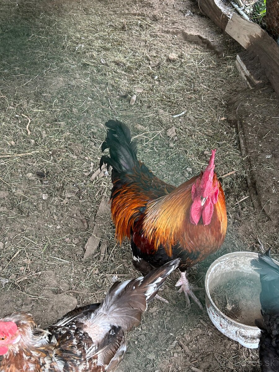 Kohút medenokrký