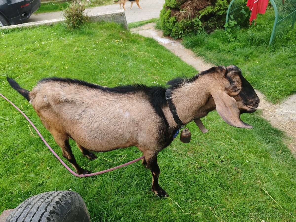 Anglonubijský capko
