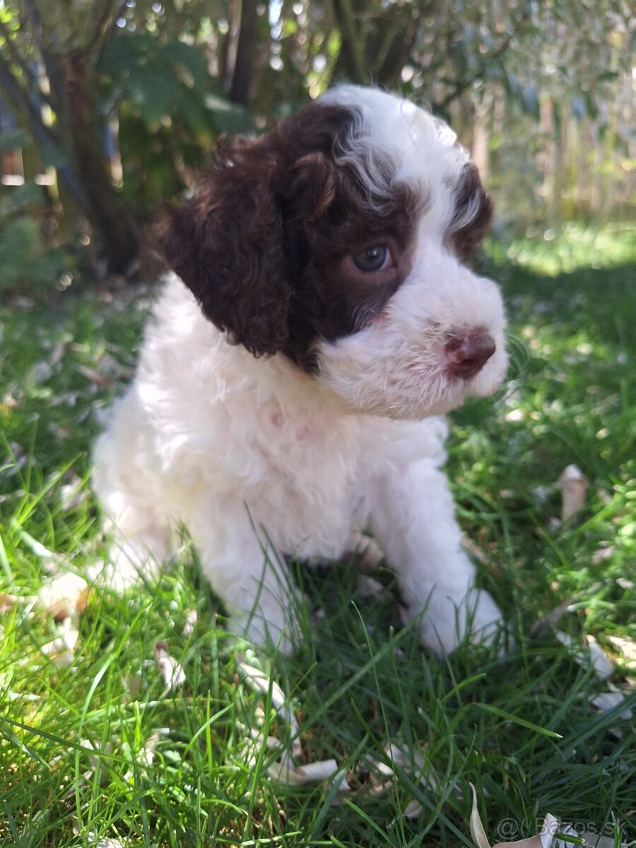 Lagotto romagnolo s PP (italský vodní pes)