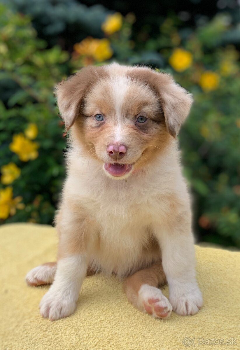 Australský ovčáka red merle