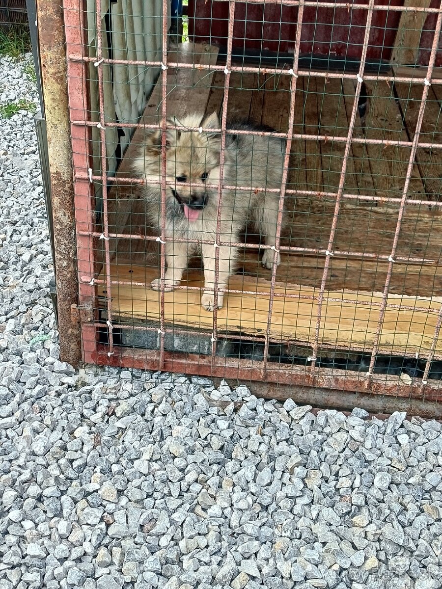 Vlčí nemecký špic