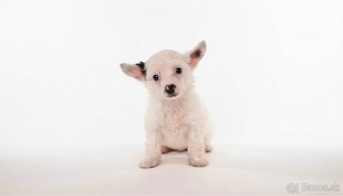 Čínsky chocholatý pes -labutienka (osrstena varieta)
