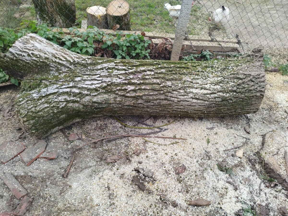 Kmeň stromu Orech cena ZNÍŽENÁ CENA